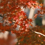Ahornzauber im Garten: Finde die ideale Sorte für Farbe, Größe und Standort