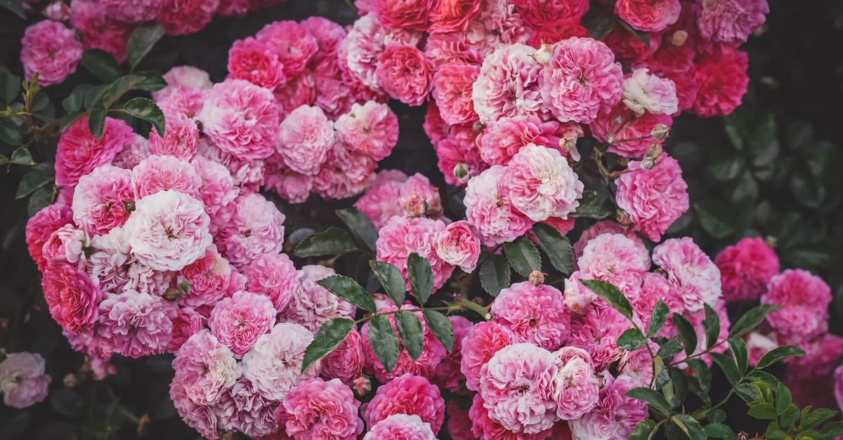 Frühlingskick für Kletterrosen: Die perfekte Düngerkur für eine Blütenflut