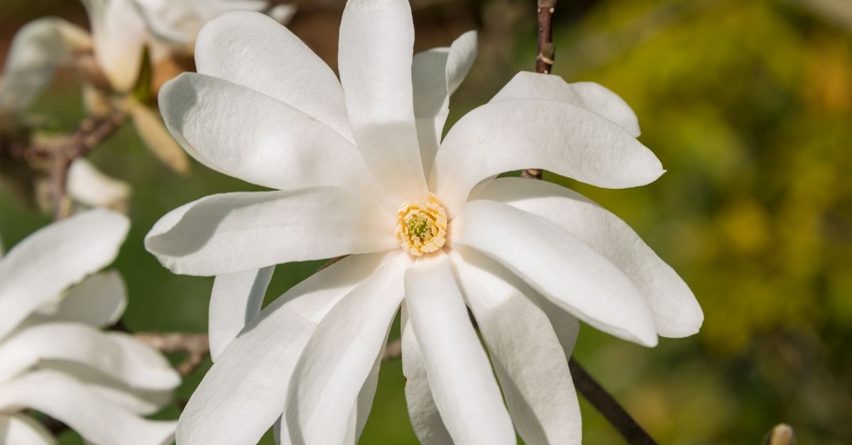 Sommerschnitt der Sternmagnolie: Sanfte Techniken für mehr Blütenpracht und eine gesunde Krone