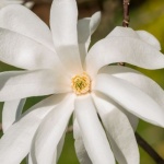 Sommerschnitt der Sternmagnolie: Sanfte Techniken für mehr Blütenpracht und eine gesunde Krone