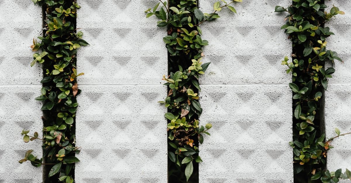 Pergola-Paradies: Die besten Kletterpflanzen-Ideen für Ihre blühende Gartenoase