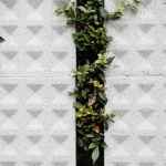 Pergola-Paradies: Die besten Kletterpflanzen-Ideen für Ihre blühende Gartenoase