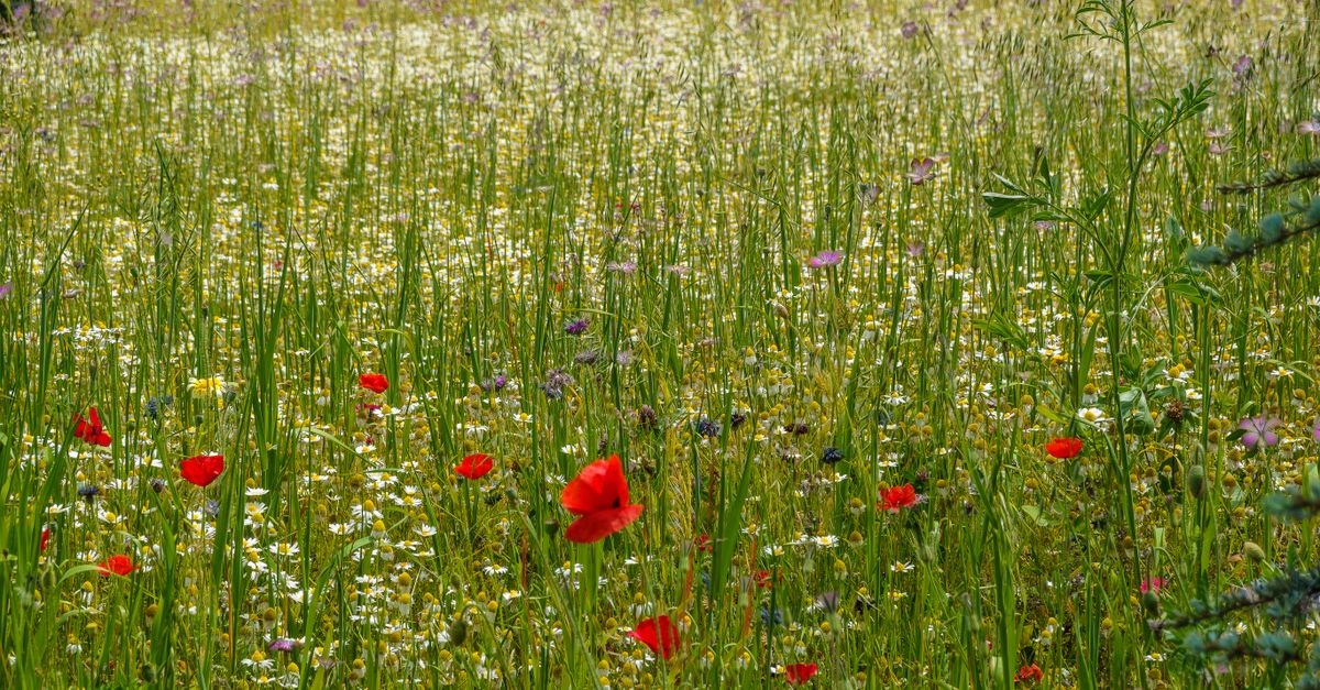Bunte Blütenpracht leicht gemacht: Deine eigene Blumenwiese mit Samenmischungen anlegen