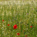 Bunte Blütenpracht leicht gemacht: Deine eigene Blumenwiese mit Samenmischungen anlegen