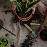 Dein erster Balkongarten: Schritt für Schritt zur blühenden Oase über den Dächern