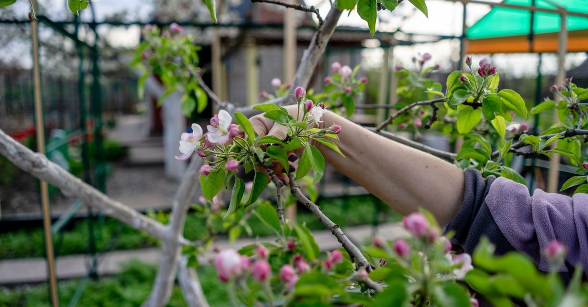 Frühlingsschnitt leicht gemacht: Obstbäume richtig schneiden für eine reiche Ernte