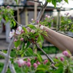 Frühlingsschnitt leicht gemacht: Obstbäume richtig schneiden für eine reiche Ernte