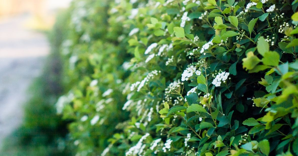 Grüne Privatsphäre mit Stil: So wählen Sie die beste Thuja für Ihre Traumhecke