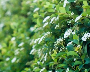 Grüne Privatsphäre mit Stil: So wählen Sie die beste Thuja für Ihre Traumhecke