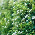 Grüne Privatsphäre mit Stil: So wählen Sie die beste Thuja für Ihre Traumhecke