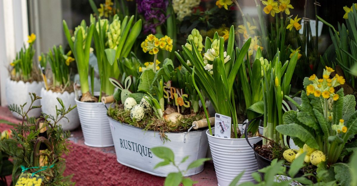 Frühlingszauber auf kleinem Raum: So verwandelst du deinen Balkon mit bunten Blumen – Schritt für Schritt