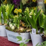 Frühlingszauber auf kleinem Raum: So verwandelst du deinen Balkon mit bunten Blumen – Schritt für Schritt